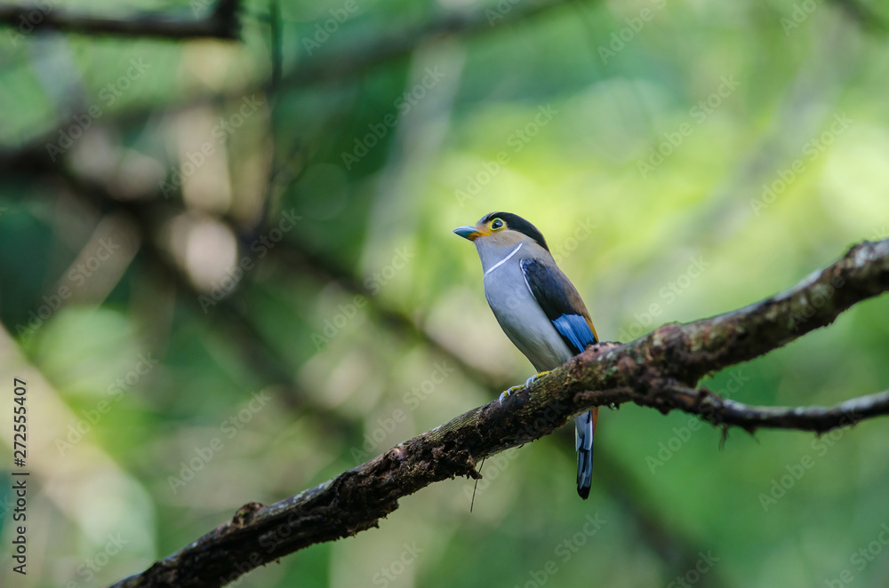 Fototapeta premium colorful bird Silver-breasted broadbil