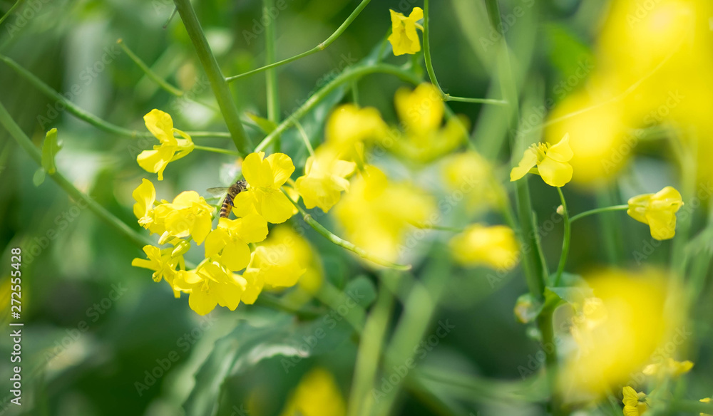 A bee flying over a yellow flower, Close-up on the bee. A bee flying over a yellow flower, Close-up on the bee.