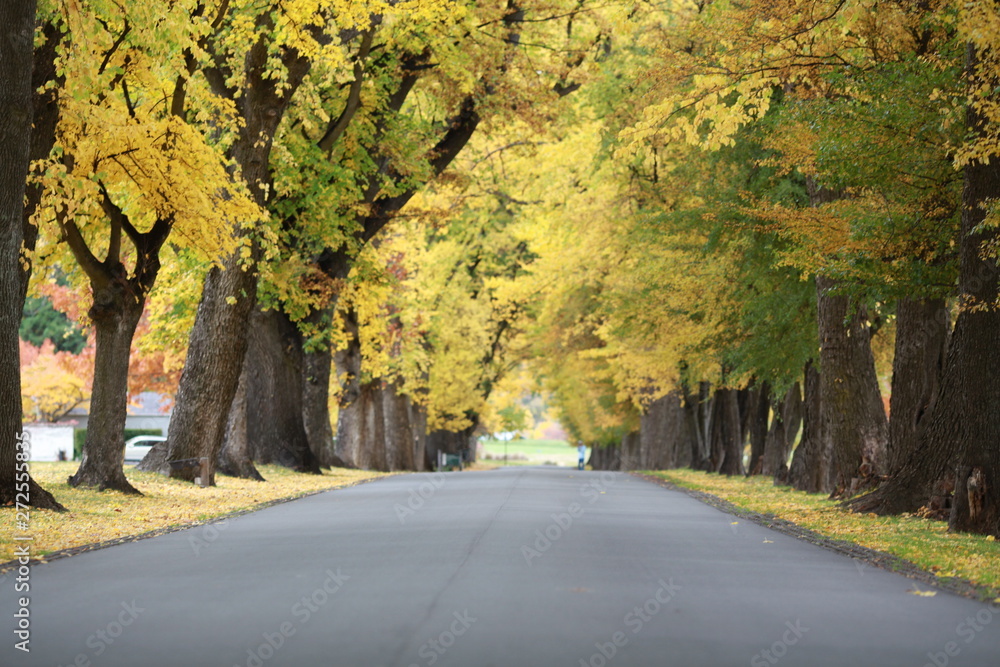 Obraz premium empty road with big trees in autumn season