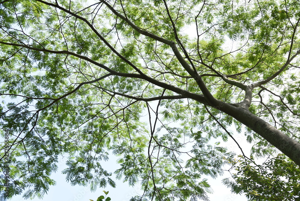 Fresh green leaves of Silk tree (Albizia julibrissin) Fresh green leaves of Silk tree (Albizia julibrissin)