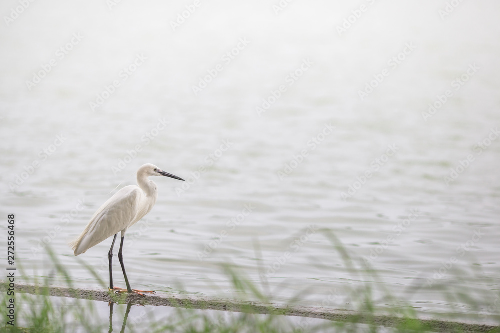 The blurred background of poultry (white egret) that is looking for food on the river bank, by eating small fish food for existence, the mouth is long for prey. The blurred background of poultry (white egret) that is looking for food on the river bank, by eating small fish food for existence, the mouth is long for prey.