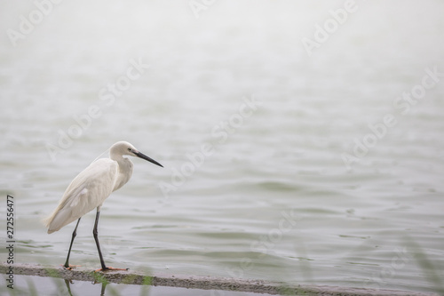 The blurred background of poultry (white egret) that is looking for food on the river bank, by eating small fish food for existence, the mouth is long for prey. © bangprik