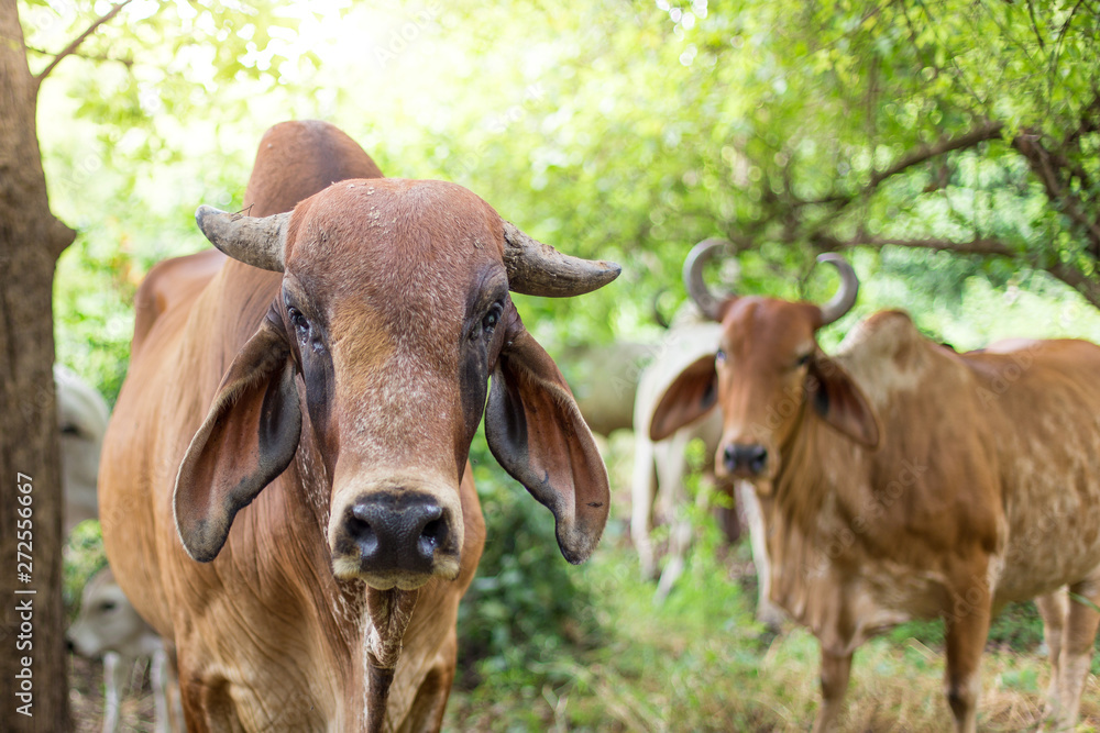 Fototapeta premium American Brahman cattle in abundant natural farms