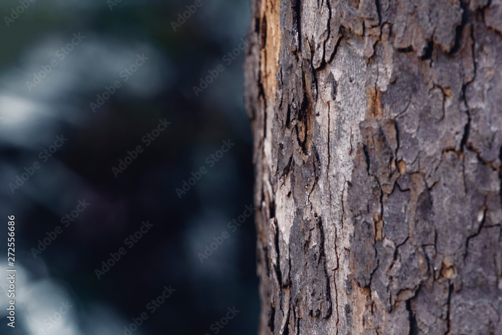 bark of a tree