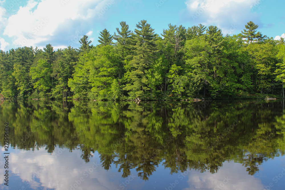 lake in deep forest lake in deep forest