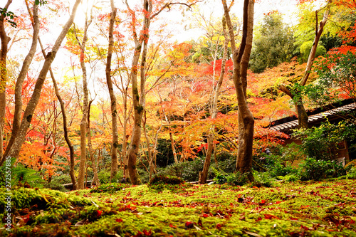 祇王寺の紅葉と庭園(1)