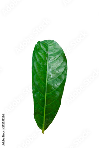 Green leaves isolated on white background