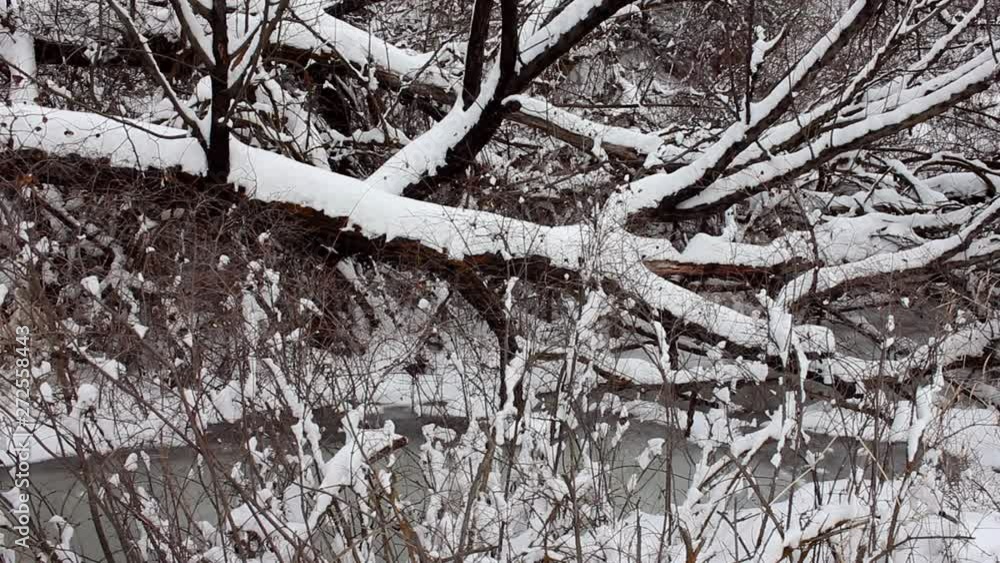 Snowy trees lay over frozen creek Snowy trees lay over frozen creek