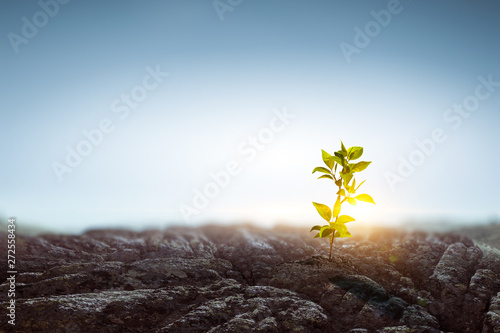 Seeding plant on stone ground photo