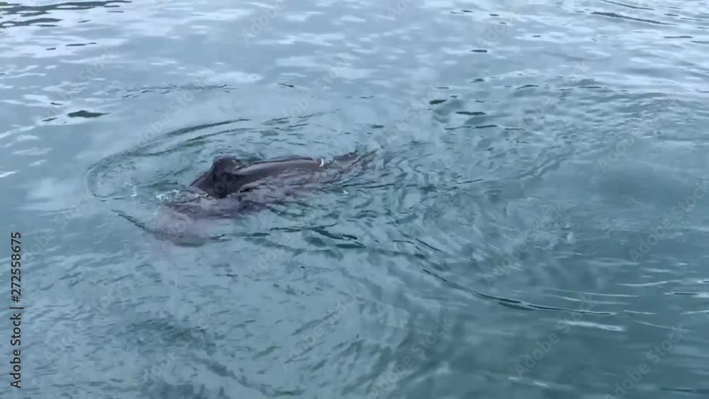 A lone seal shakes water from its head and neck before diving beneath calm, clear, deep blue ocean water. A lone seal shakes water from its head and neck before diving beneath calm, clear, deep blue ocean water.