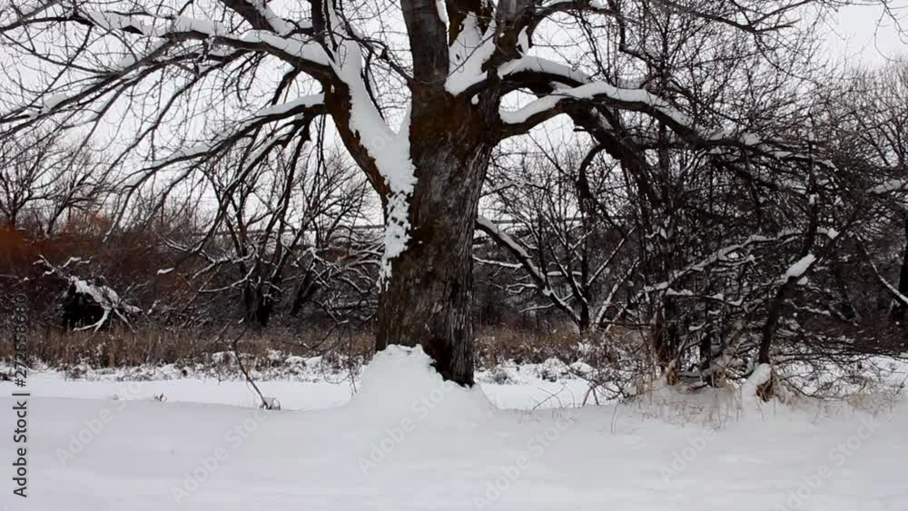 Big snow covered tree stands strong Big snow covered tree stands strong