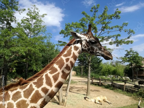 Canvas Print Giraffe