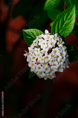 Close up of koreanspice viburnum (viburnum carlesii). White Koreanspice flowers. Macro photo of white flowers. White flowers in spring time.