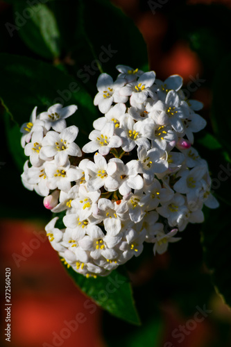 Close up of koreanspice viburnum (viburnum carlesii). White Koreanspice flowers. Macro photo of white flowers. White flowers in spring time. photo