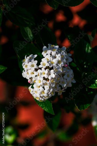 Close up of koreanspice viburnum (viburnum carlesii). White Koreanspice flowers. Macro photo of white flowers. White flowers in spring time.