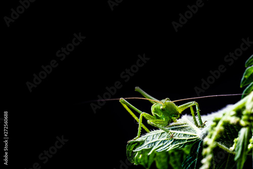 Young green grasshopper on a leaf, nettle leaf on a black background.