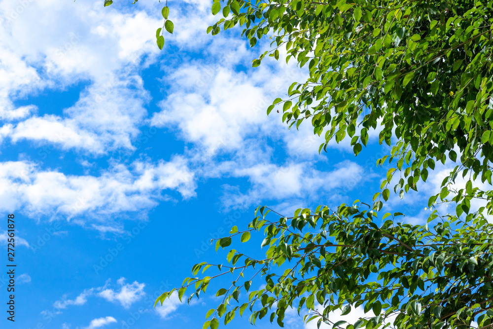 Obraz premium green tree and blue sky