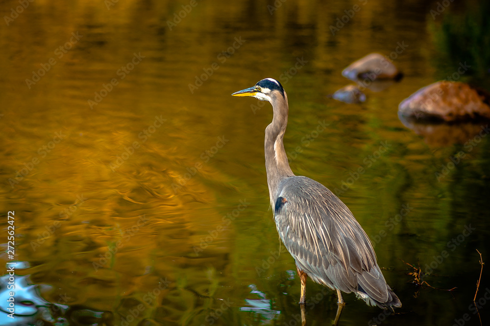 Naklejka premium Heron looks at forward and wets its legs in the Lost Lagoon, in Vancouver City, in British Columbia, Canada. Ride bicycles, run or walk around, there are always some reasons to go there. Herons are ju