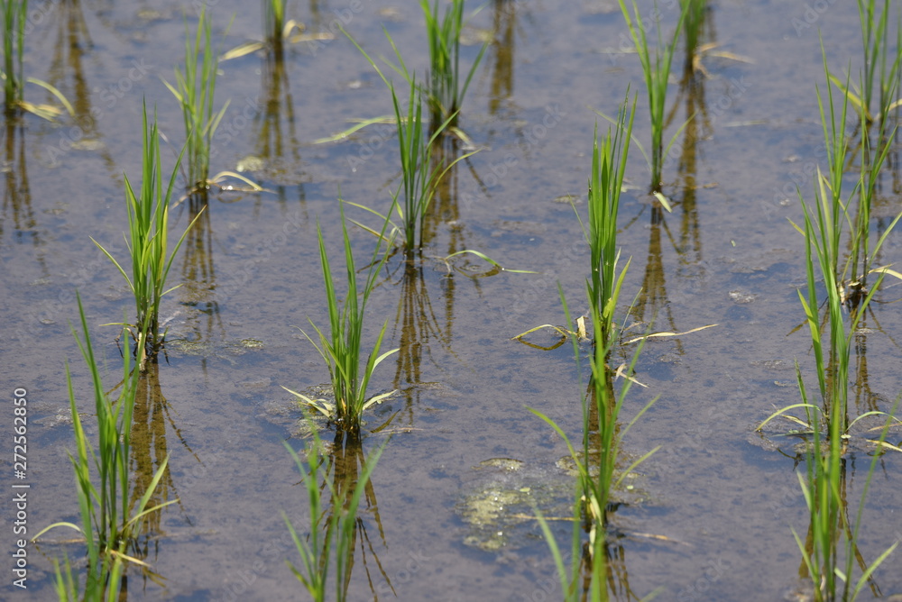 The scene of transplant rice seedlings. The scene of transplant rice seedlings.