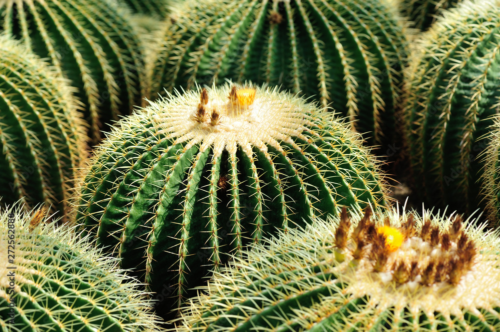 Cactus Close Green Succulent Cactus Plant Sharp Spikes Cactus Close Green Succulent Cactus Plant Sharp Spikes