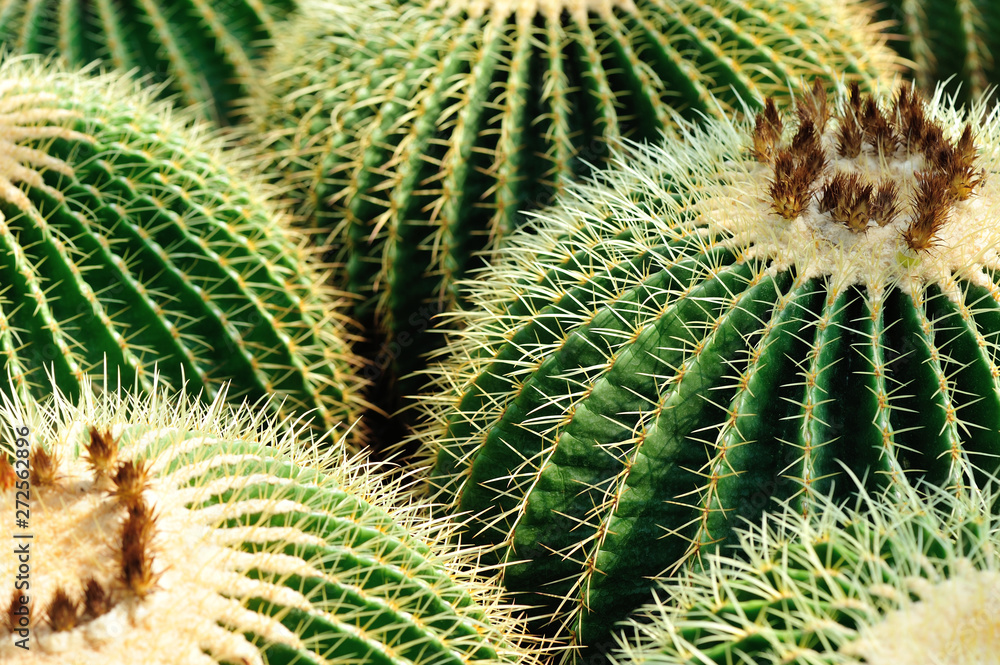 Cactus Close Green Succulent Cactus Plant Sharp Spikes Cactus Close Green Succulent Cactus Plant Sharp Spikes