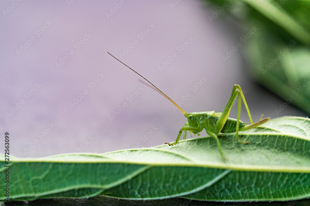 Young green grasshopper on a leaf, nettle leaf on a light background. Young green grasshopper on a leaf, nettle leaf on a light background.