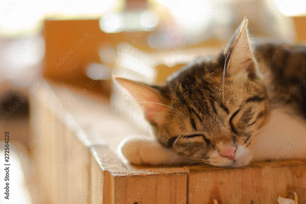 cat sleep on wooden table with daylight cat sleep on wooden table with daylight