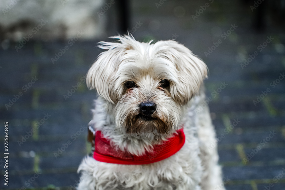 A Mature yorkie wearing a red collar outdoors. A loved family pet for many years in a loving environment and a beautiful home and outdoor space. A Mature yorkie wearing a red collar outdoors. A loved family pet for many years in a loving environment and a beautiful home and outdoor space.