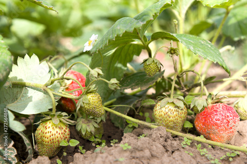 Red ripe and unripe strawberry and flower on the Bush.Strawberry in maturing. 