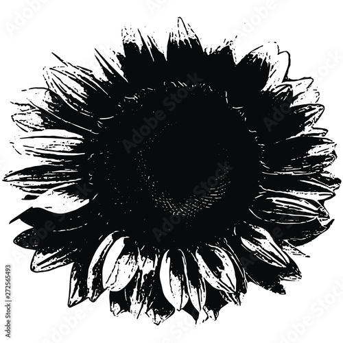 Realistic Sunflower Vector Texture Sketch Black White (ID: 272565493)