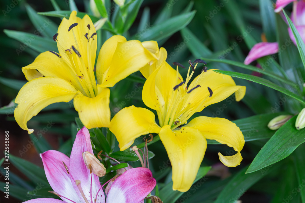 Obraz premium Lily flower and green leaf background in garden at sunny summer or spring day for beauty decoration and agriculture design. Lily Lilium hybrids.