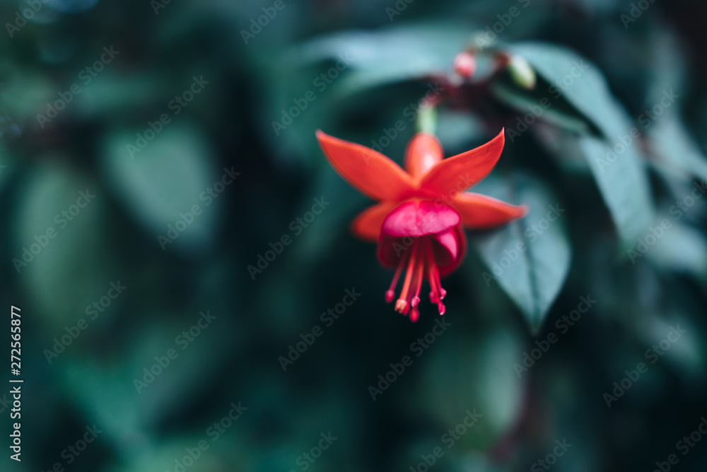 Green leaves background. Natural tropical background nature forest jungle foliage.