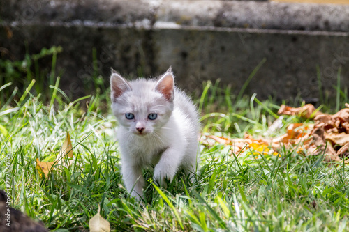 kitten on grass