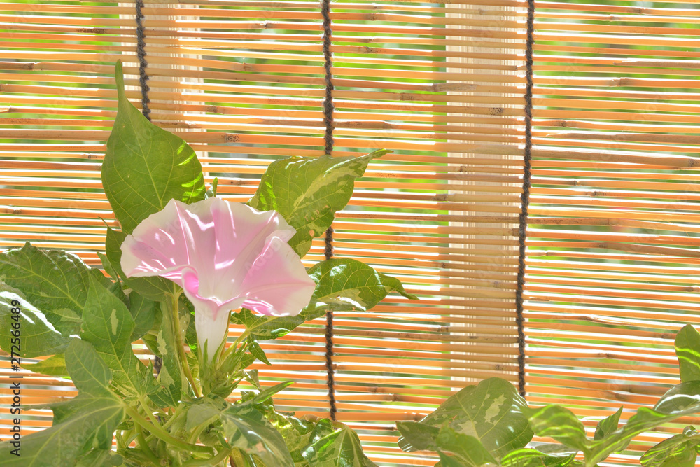 朝顔の花 すだれ Stock 写真 Adobe Stock