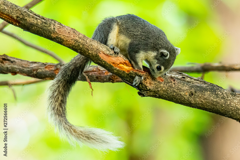 Obraz premium Squirrel gnawing branch bark on a tree