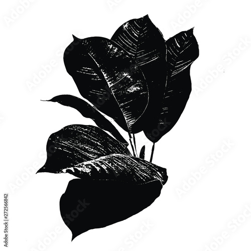 Black and White Tropical Plant Leaves Vector Realistic Sketch (ID: 272566842)
