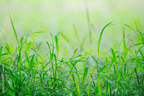 green grass with water drops wallpaper