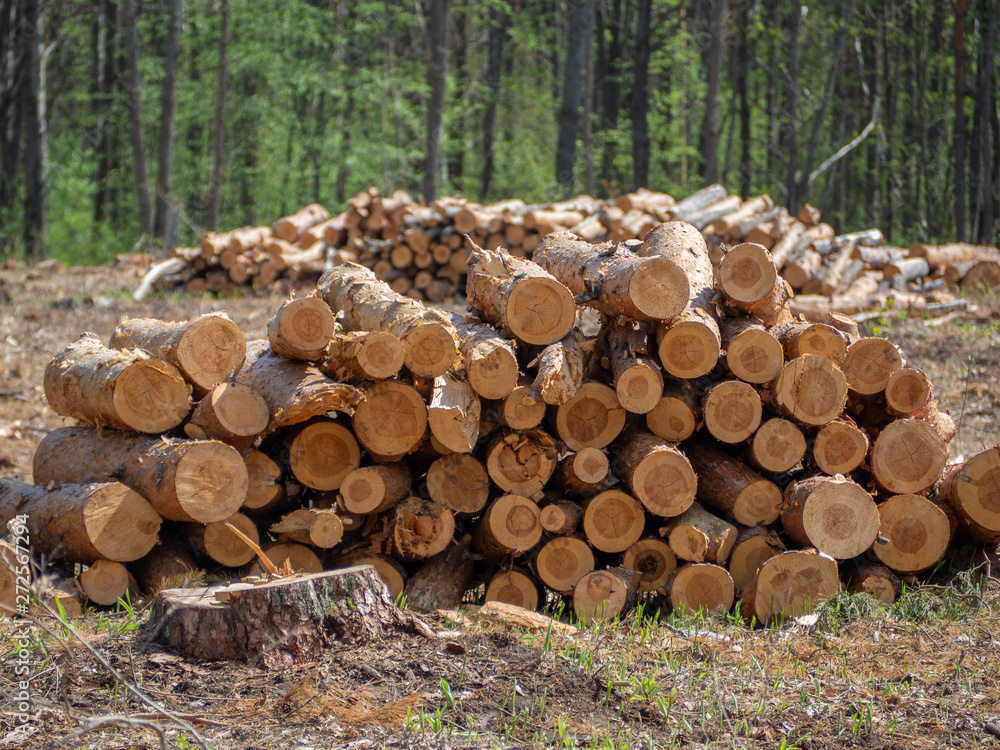 deforestation, sawed pine logs are a bunch deforestation, sawed pine logs are a bunch
