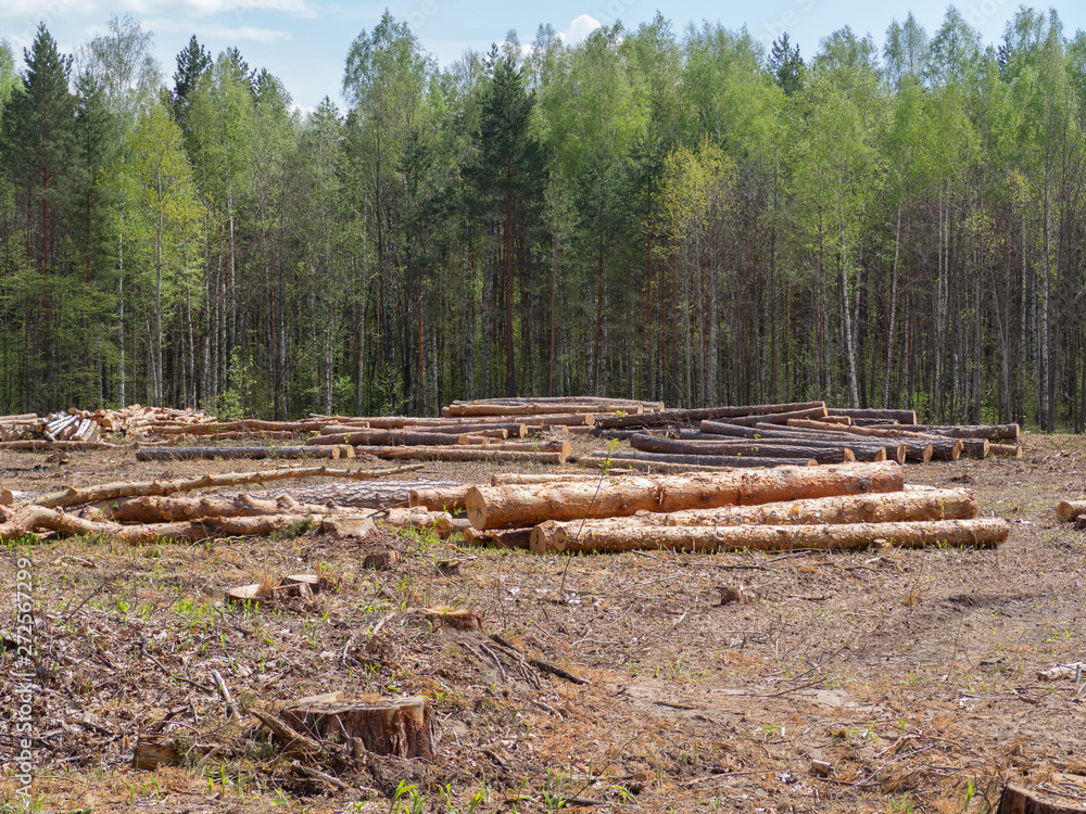 deforestation, sawed pine logs are a bunch deforestation, sawed pine logs are a bunch