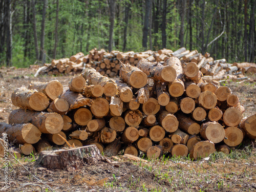 deforestation  sawed pine logs are a bunch