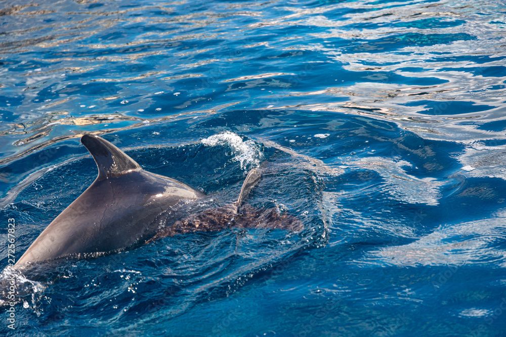 Obraz premium Dolphins in water