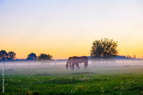 Two horses grazing in foggy grass field in the morning against a backdrop of tree silhouettes and a golden dusk sunrise sky