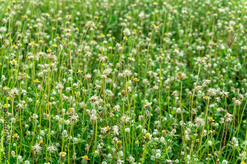 Little white Daisy for background have copy space.