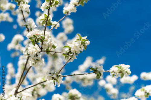 The beautiful spring blossoming tree © chernikovatv