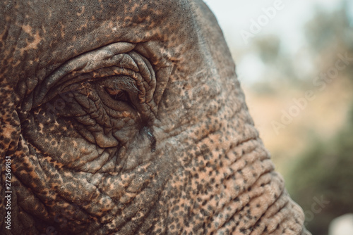 Closeup on the eye of an elephant in Thailand