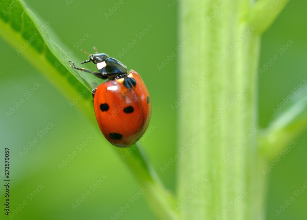Ladybug on the plant flower. Ladybug on the plant flower.