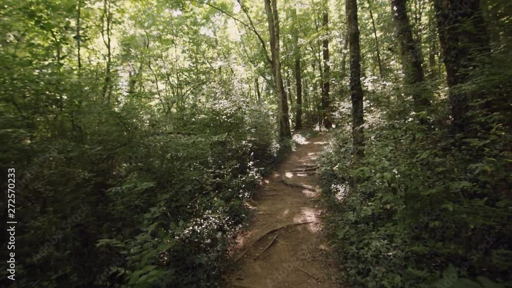 Gimbal shot walking through forest trail on sunny day Gimbal shot walking through forest trail on sunny day