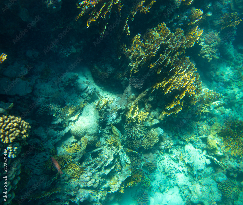 sea fish near coral, underwater sea fish near coral, underwater