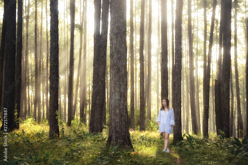 Asian women in White dress walking in pine forest. Asian women in White dress walking in pine forest.