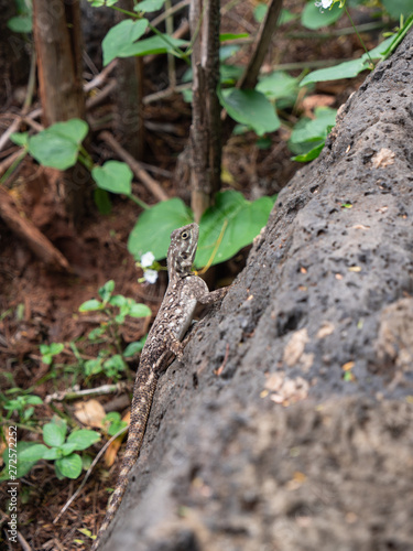 Agama Lizard in Eastern Africa © hyserb